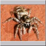 Salticus scenicus - Springspinne 02.jpg